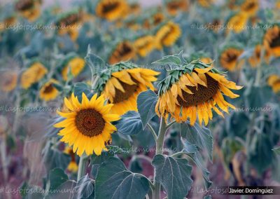 Girasoles