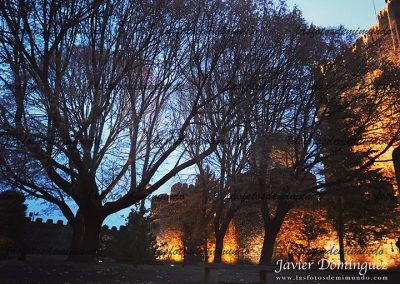 Bosque de luz