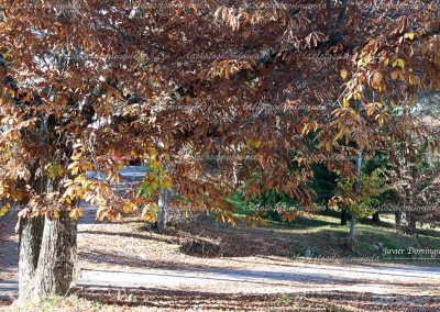arbol