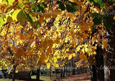 camino de otoño