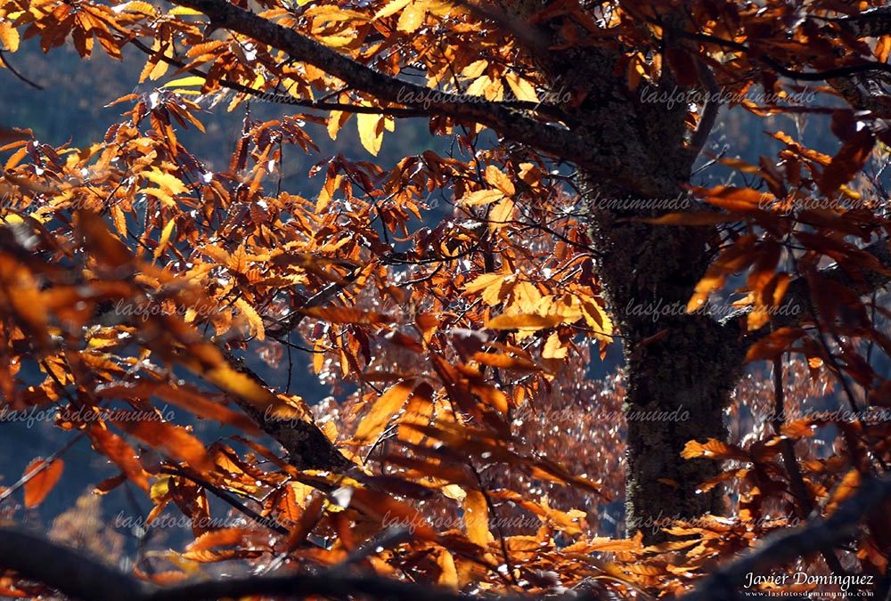 El otoño y sus colores.