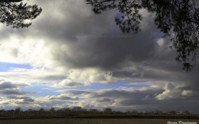 Otoño Entre Pinares.