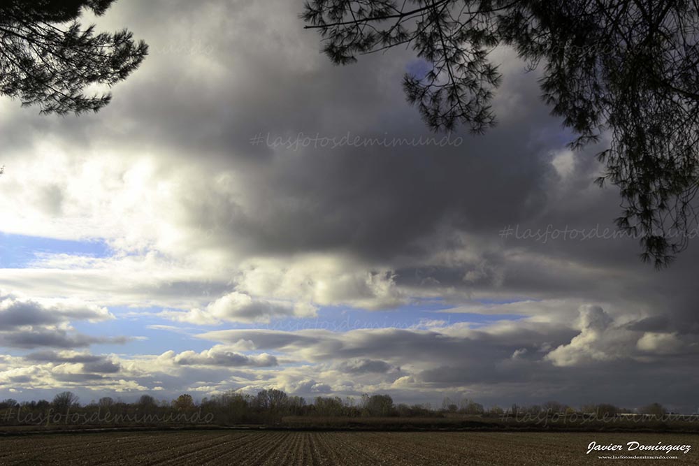 Otoño Entre Pinares.