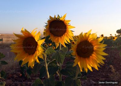 Girasoles al atardecer