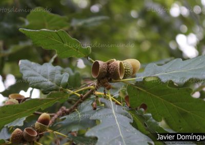 Naturaleza viva